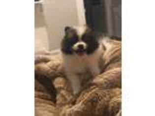 Pomeranian Puppy for sale in Lowell, MA, USA