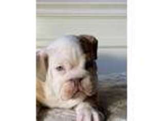 Bulldog Puppy for sale in Marion, OH, USA