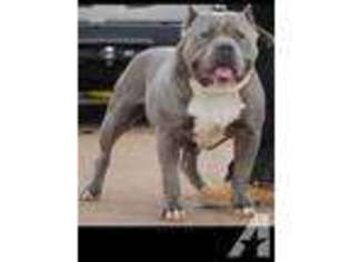 American Pit Bull Terrier Puppy for sale in STARKVILLE, MS, USA