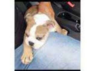 Bulldog Puppy for sale in Coppell, TX, USA