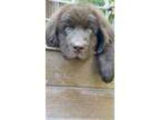 Newfoundland Puppy for sale in Kannapolis, NC, USA