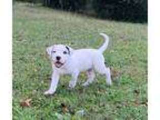 Dogo Argentino Puppy for sale in Somerville, TN, USA