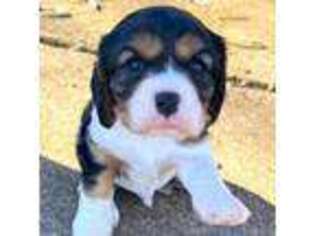 Cavalier King Charles Spaniel Puppy for sale in Canton, TX, USA