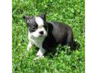 Boston Terrier Puppy for sale in Thompsontown, PA, USA