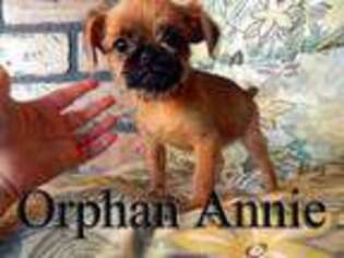 Brussels Griffon Puppy for sale in Hudson, FL, USA