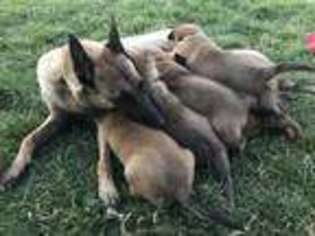 Belgian Malinois Puppy for sale in Davenport, IA, USA