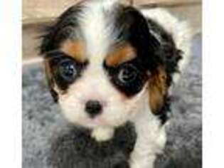 Cavalier King Charles Spaniel Puppy for sale in Lebanon, IN, USA