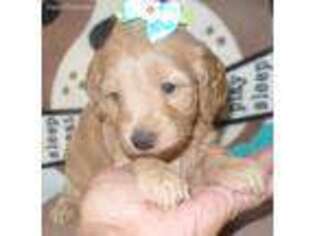 Cock-A-Poo Puppy for sale in New Albany, IN, USA