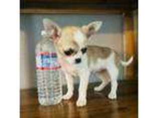 Chihuahua Puppy for sale in Brentwood, CA, USA