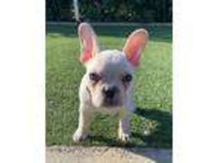 French Bulldog Puppy for sale in El Sobrante, CA, USA