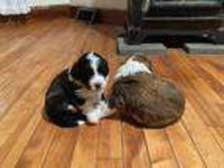 Mutt Puppy for sale in Groton, VT, USA