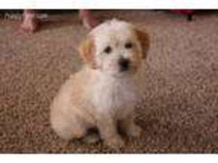 Labradoodle Puppy for sale in Arma, KS, USA