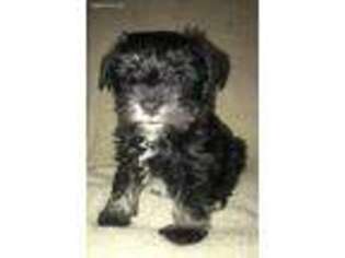 Mutt Puppy for sale in Parker City, IN, USA