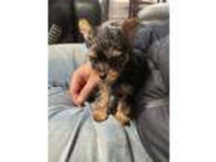 Yorkshire Terrier Puppy for sale in Joliet, IL, USA