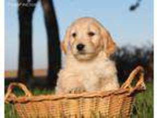 Goldendoodle Puppy for sale in Champaign, IL, USA