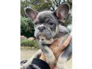 French Bulldog Puppy for sale in Valley Springs, CA, USA