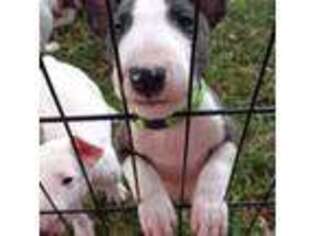 Bull Terrier Puppy for sale in Missoula, MT, USA