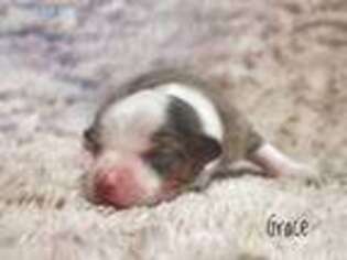 Miniature Australian Shepherd Puppy for sale in Sandy Hook, KY, USA
