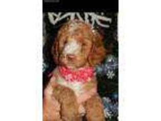 Labradoodle Puppy for sale in Orland Park, IL, USA