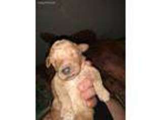 Mutt Puppy for sale in Colton, NY, USA