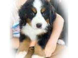 Bernese Mountain Dog Puppy for sale in Payson, UT, USA