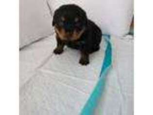 Rottweiler Puppy for sale in Long Grove, IL, USA