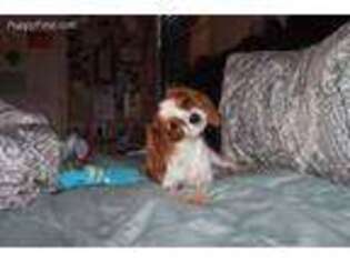Cavalier King Charles Spaniel Puppy for sale in Show Low, AZ, USA