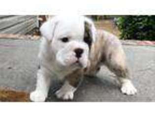 Olde English Bulldogge Puppy for sale in Darlington, SC, USA