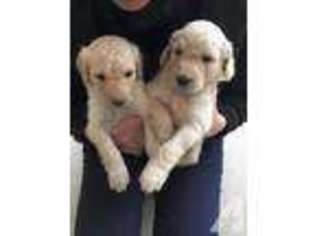 Goldendoodle Puppy for sale in CARMEL, IN, USA