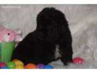 Newfoundland Puppy for sale in Campbellsburg, KY, USA