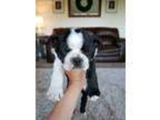 Boston Terrier Puppy for sale in Snohomish, WA, USA