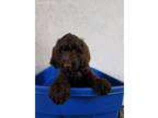 Labradoodle Puppy for sale in Suffield, CT, USA