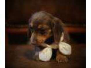 Dachshund Puppy for sale in Hummelstown, PA, USA