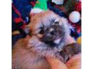 Pomeranian Puppy for sale in Belleville, IL, USA