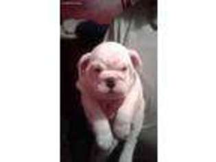 Bulldog Puppy for sale in Mohawk, TN, USA