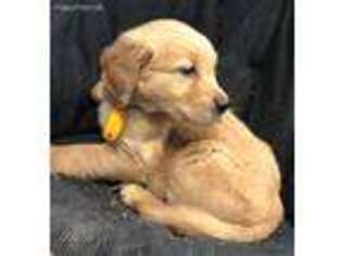 Golden Retriever Puppy for sale in Toronto, OH, USA