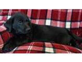 Labrador Retriever Puppy for sale in Platteville, CO, USA