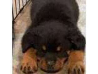 Rottweiler Puppy for sale in Lakeville, MN, USA