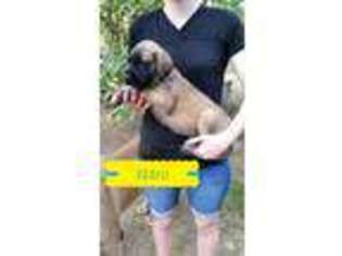 Mastiff Puppy for sale in Tunas, MO, USA