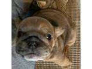 Bulldog Puppy for sale in Coral Springs, FL, USA