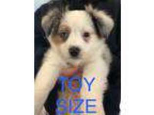 Miniature Australian Shepherd Puppy for sale in Lexington, KY, USA