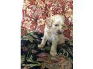 Goldendoodle Puppy for sale in Cornish, ME, USA