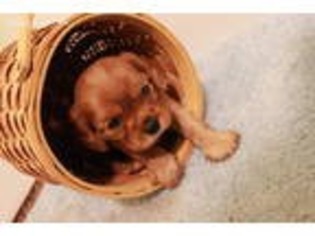 Cavalier King Charles Spaniel Puppy for sale in West Unity, OH, USA