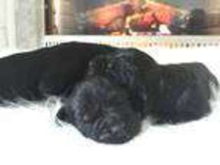 Newfoundland Puppy for sale in Indianapolis, IN, USA