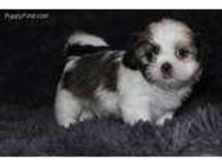 Mutt Puppy for sale in Turbotville, PA, USA