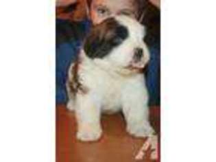 Saint Bernard Puppy for sale in BLODGETT, OR, USA