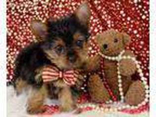 Yorkshire Terrier Puppy for sale in Pryor, OK, USA