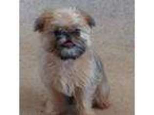Brussels Griffon Puppy for sale in Humansville, MO, USA