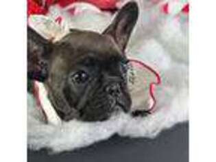 French Bulldog Puppy for sale in Ontario, OH, USA