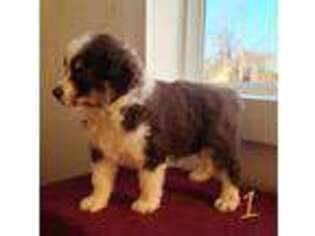 Miniature Australian Shepherd Puppy for sale in Nathalie, VA, USA